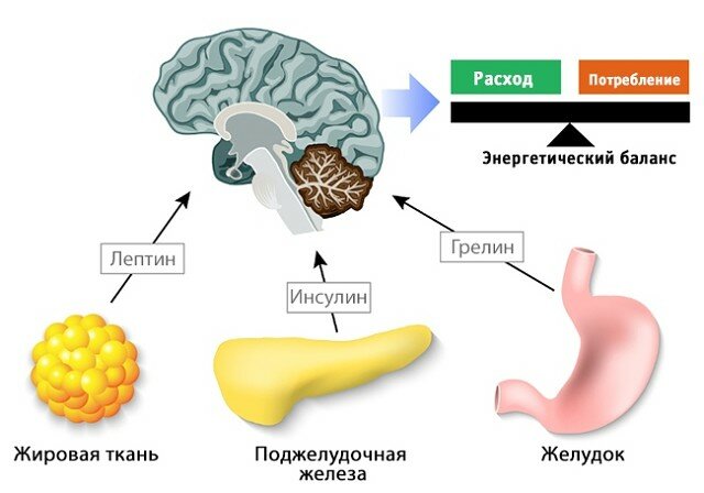 Как контролировать уровень лептина — гормона голода. Как контролировать уровень лептина — гормона голода.